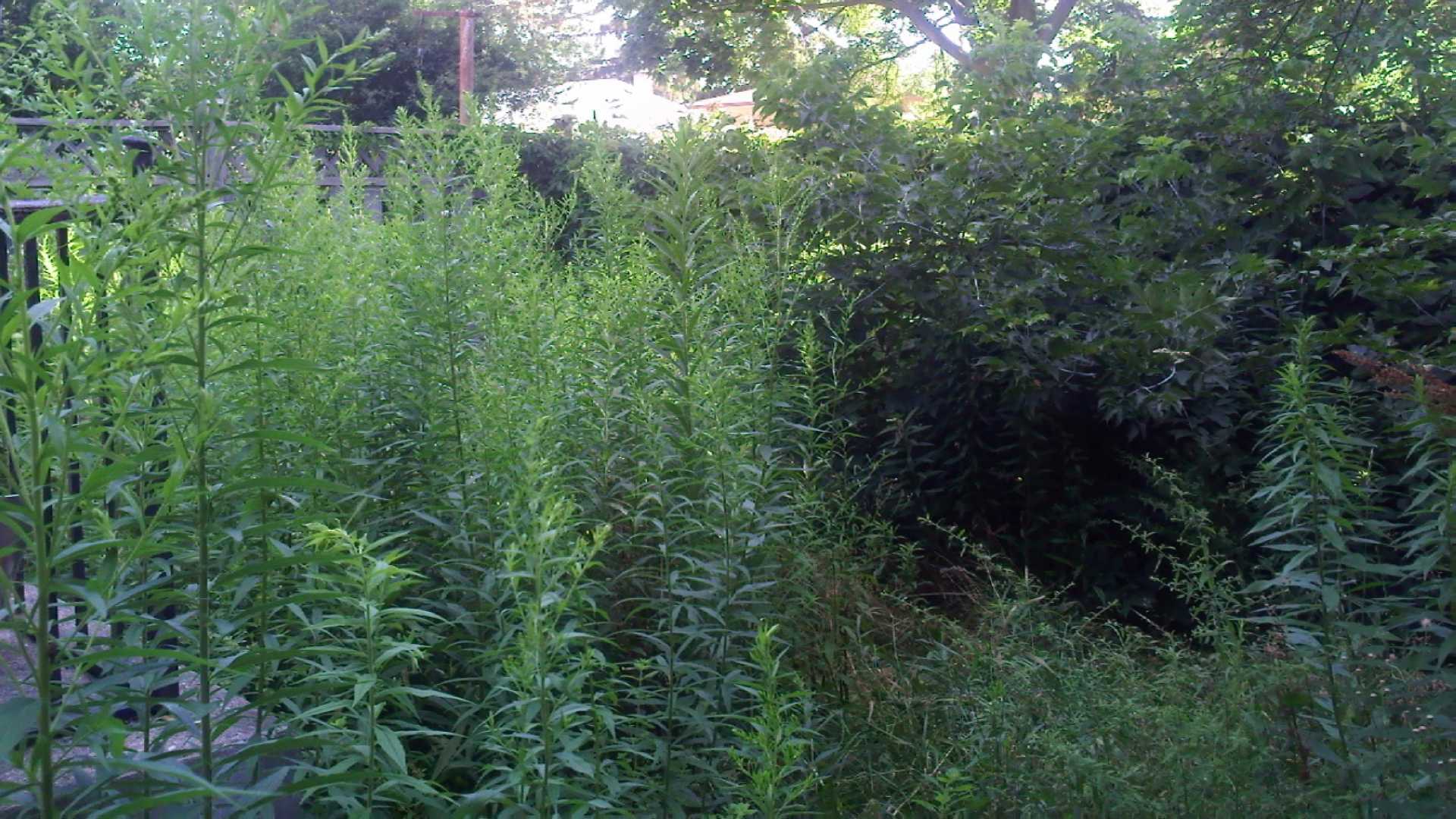A before photo: backyard cleanup, a landscaping project in London Ontario.