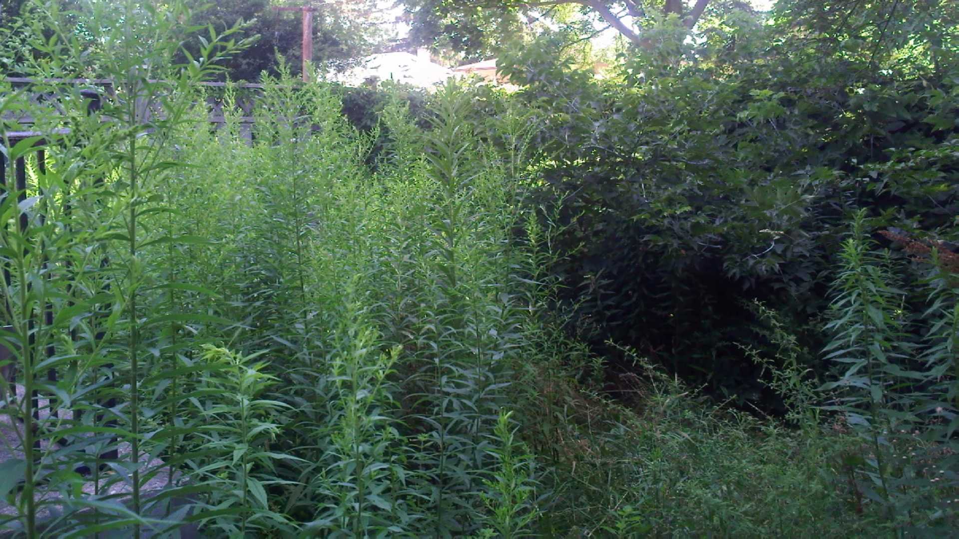 A before photo: backyard cleanup, a landscaping project in London Ontario.